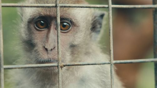Mission Erde mit Robert Marc Lehmann Mission Erde mit Robert Marc Lehmann Folge 8: Wildlife Market