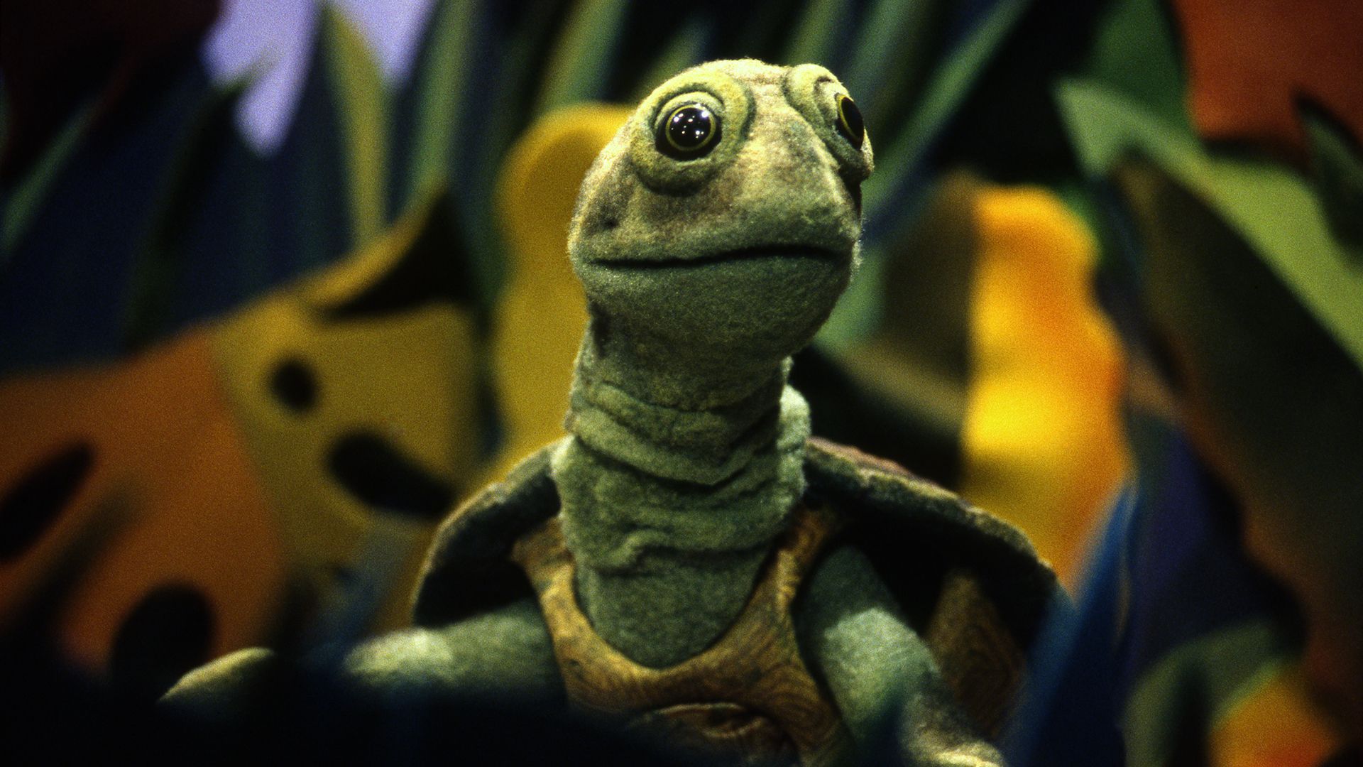 Die Schildkröte Chauncy