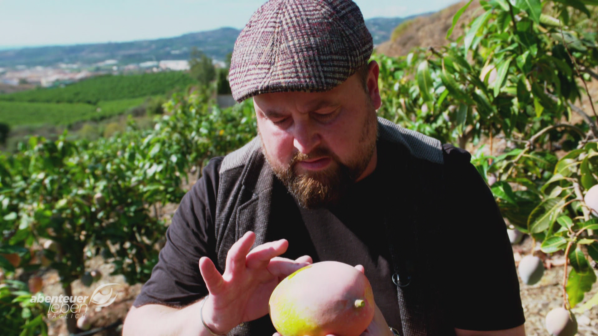 Mango-Paradies an der Costa del Sol