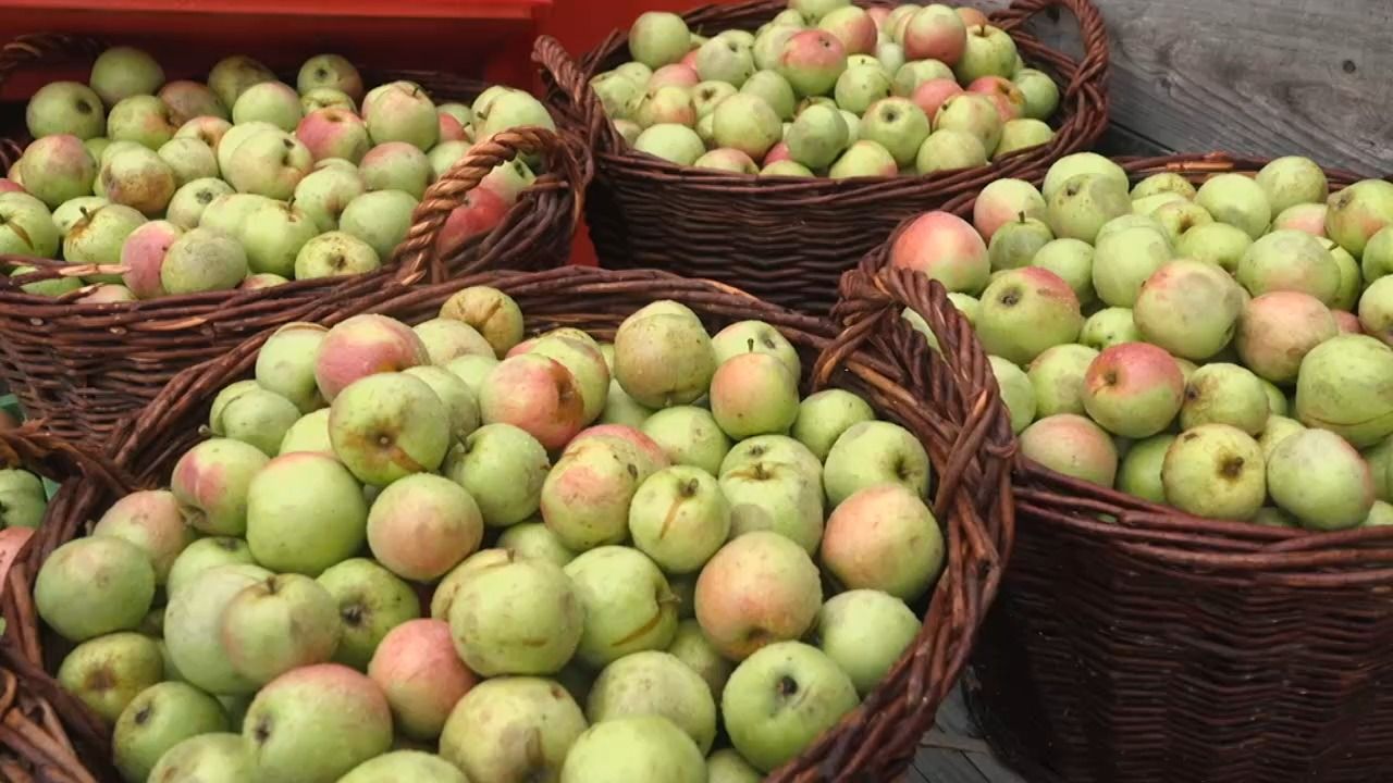 Apfelernte in Egling: Aus 400 Kilo Obst werden 300 Liter Saft