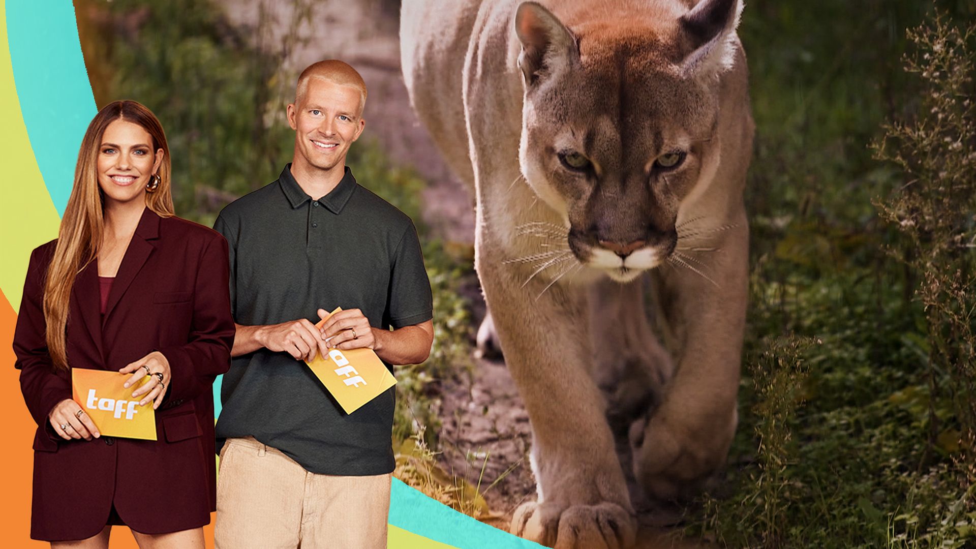 Wurde ein Puma in Deutschland gesichtet?