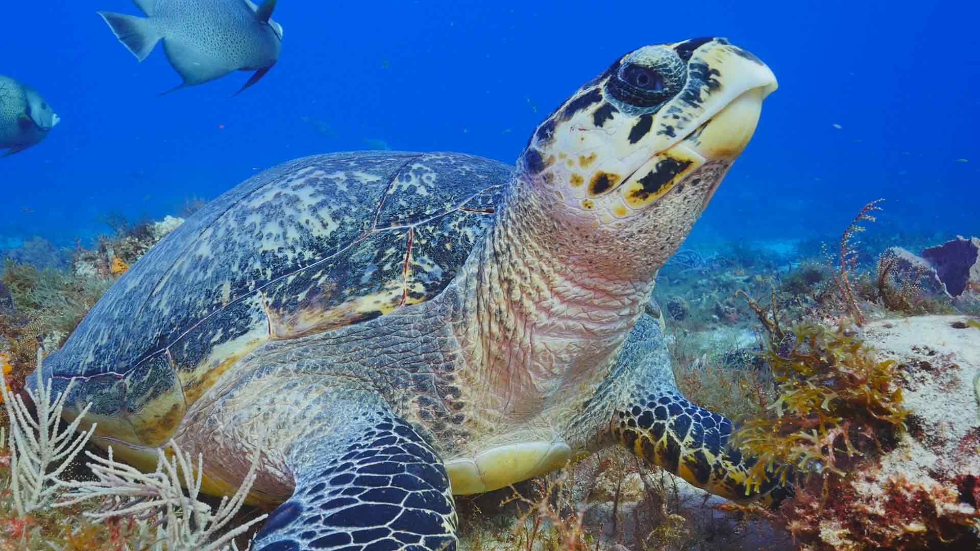 Cozumel