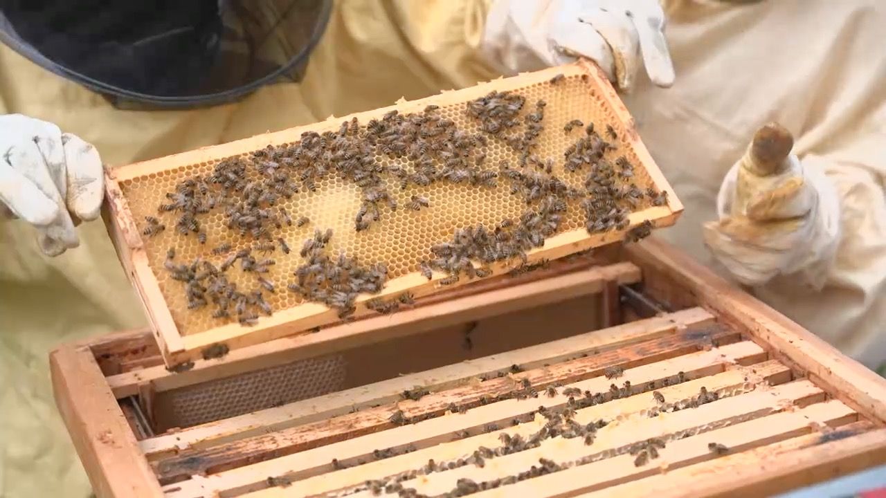 Bienen hautnah erleben: Bienen-AG an Realschule Rottenburg