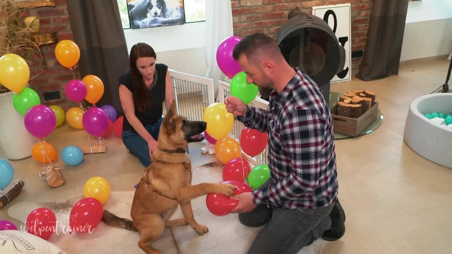 Party-Training für die Welpen