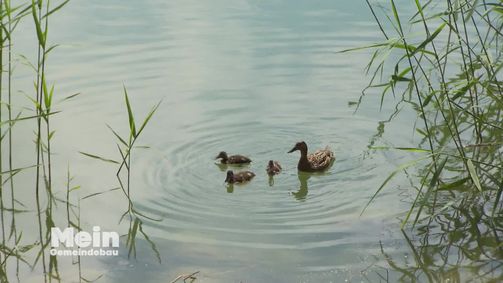 Mein Gemeindebau Mein Gemeindebau - Staffel 8 Folge 5: Quack, quack, brumm, brumm