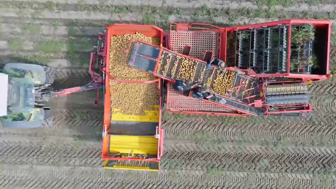 Schlechte Kartoffelernte in Bayern: Ein Drittel weniger als im Vorjahr
