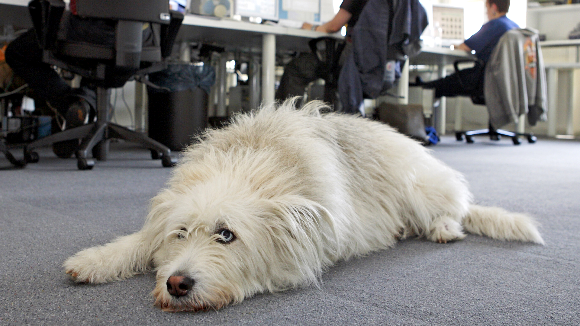 Das sind die Vorteile von Hunden im Büro