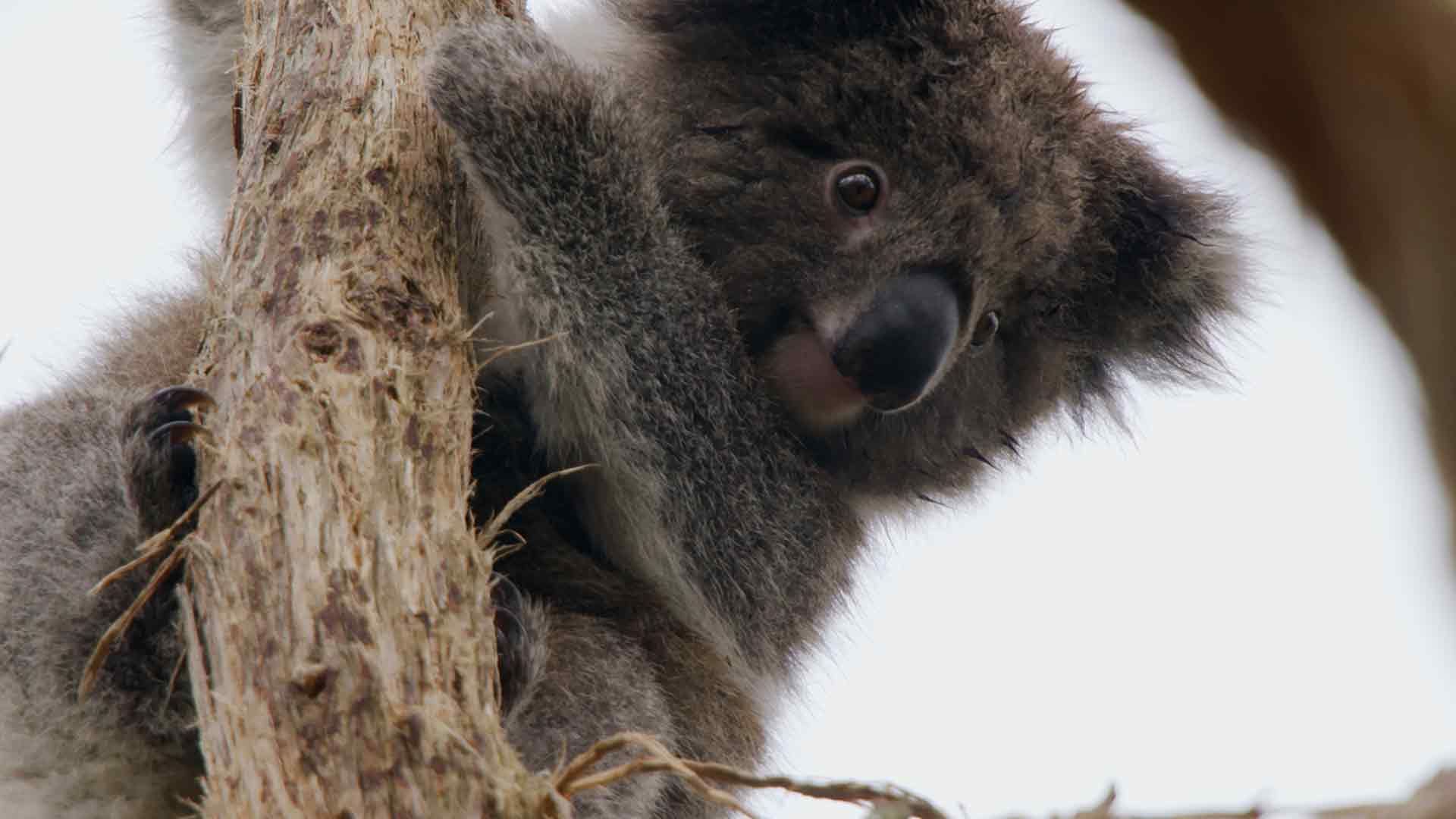 Land der Koalas