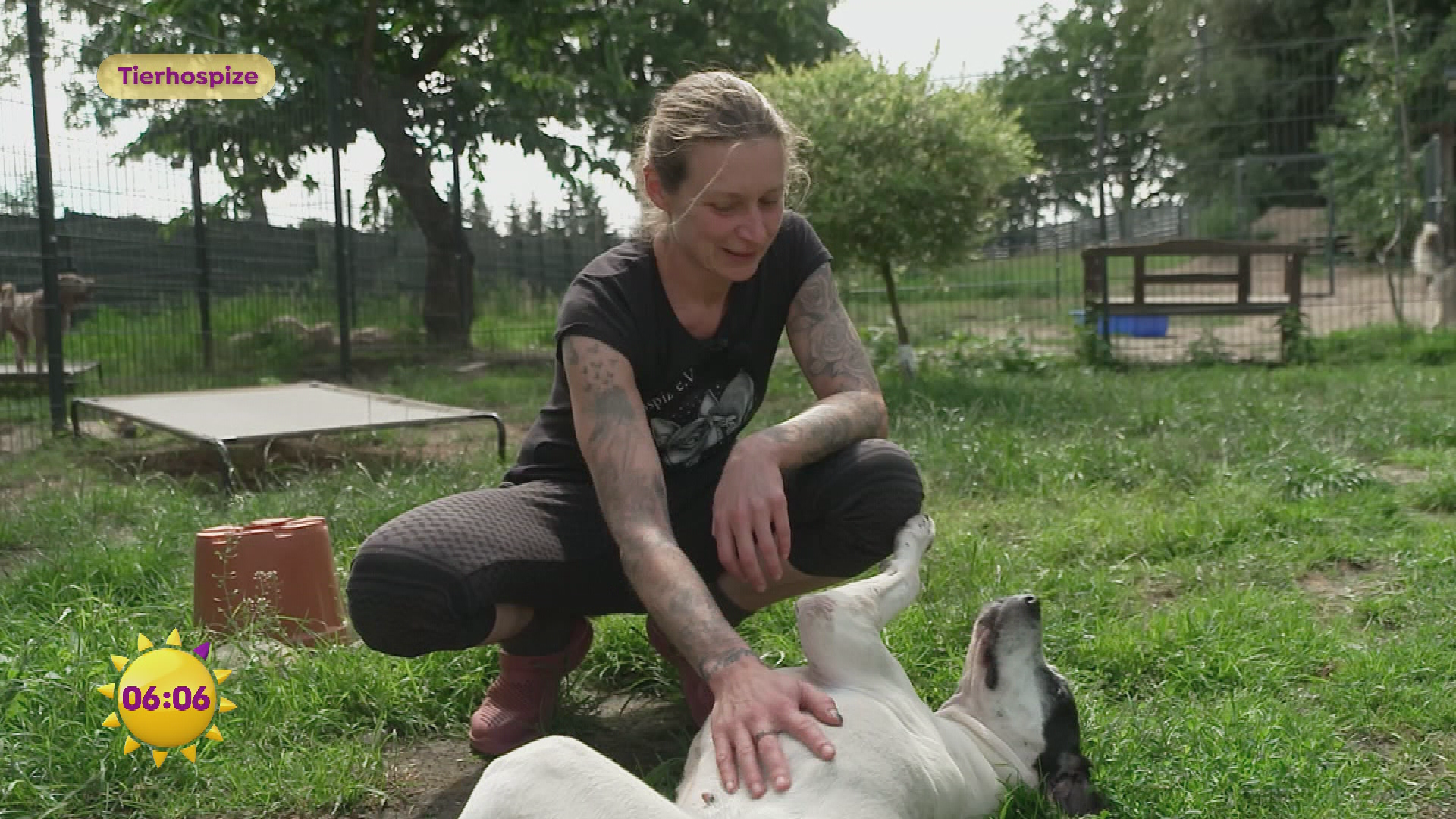 Tierhospize: Ein Herz für alternde Haustiere
