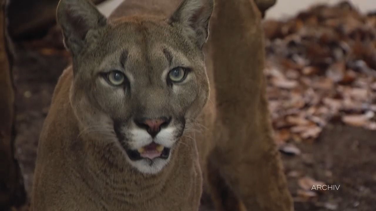 Puma-Alarm in Oberbayern? Sichtung nahe Münchner Flughafen
