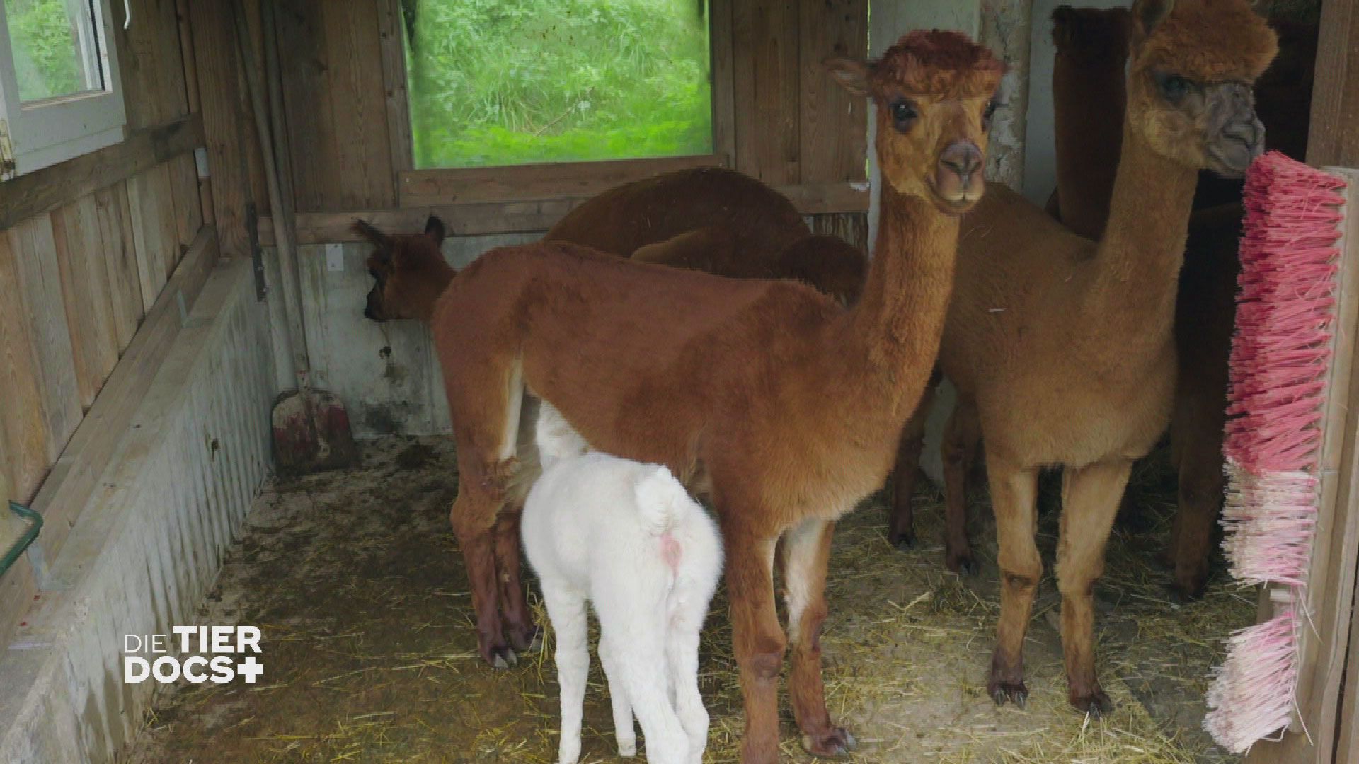 Nachwuchs auf einer Alpakafarm