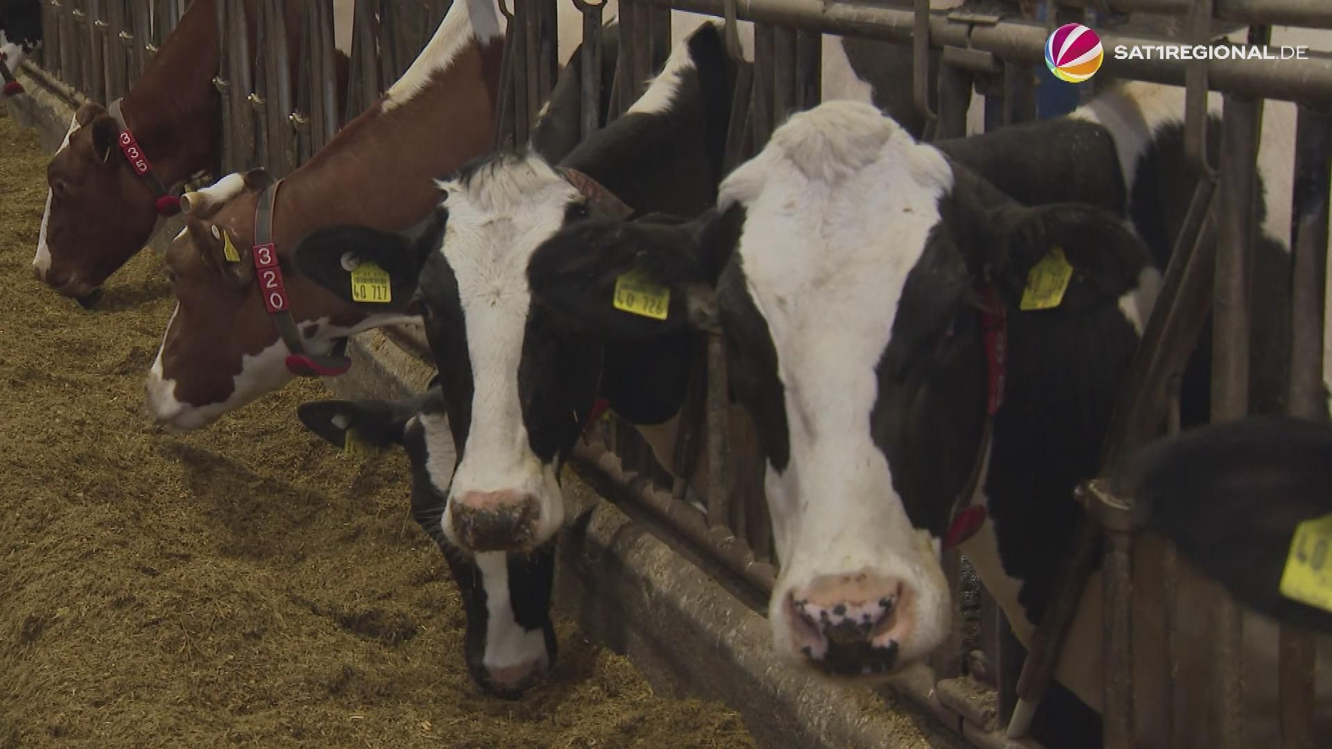 Ehrenpreis für innovative Tierhaltung geht an Hof im Kreis Schleswig-Flensburg