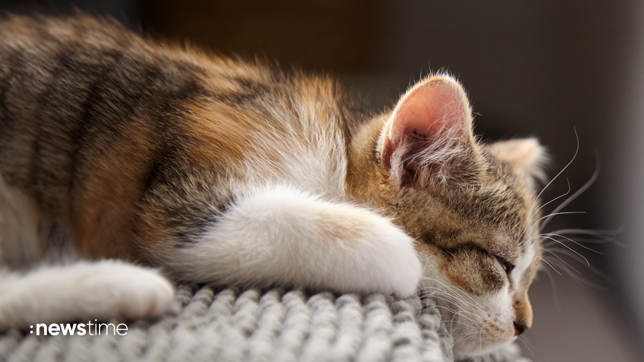 Mysteriöse Katzenkrankheit lässt Babykatzen sterben