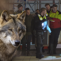 Wolfsangriff in Hamburgs Innenstadt