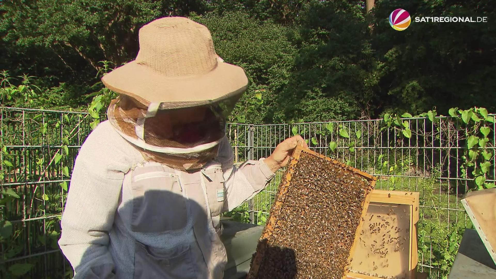 Insektengift-Allergie: Wenn ein Stich lebensgefährlich wird