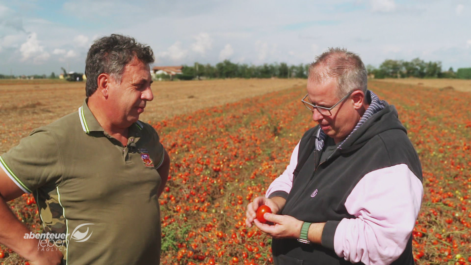 Auf den Spuren der perfekten Tomate
