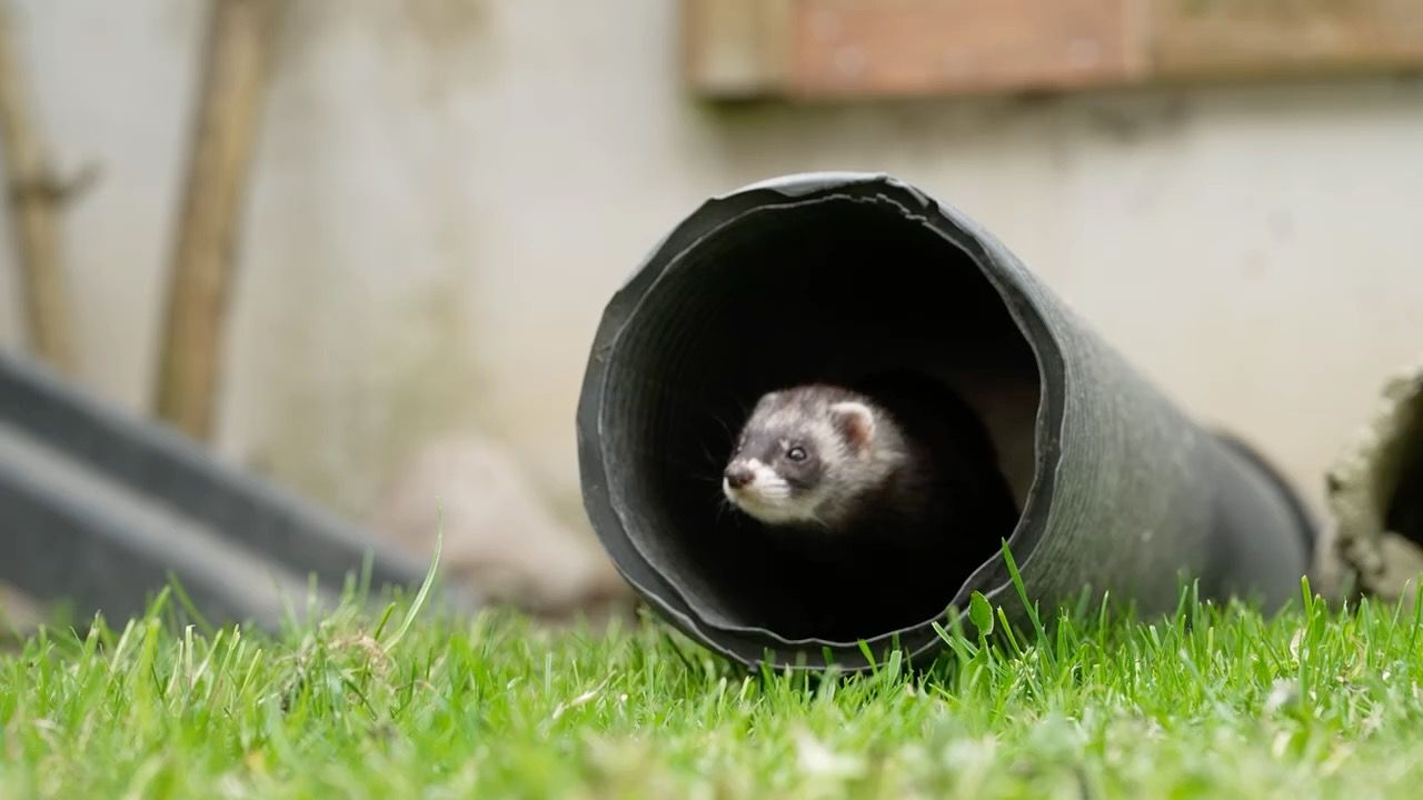 Frettchen-Paradies im Allgäu: Ehepaar betreut über 30 Tiere im Haus