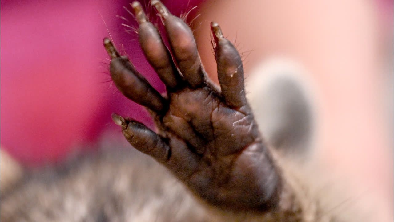 Buckeliger Waschbär "Jimothy" wird zum Internet-Star