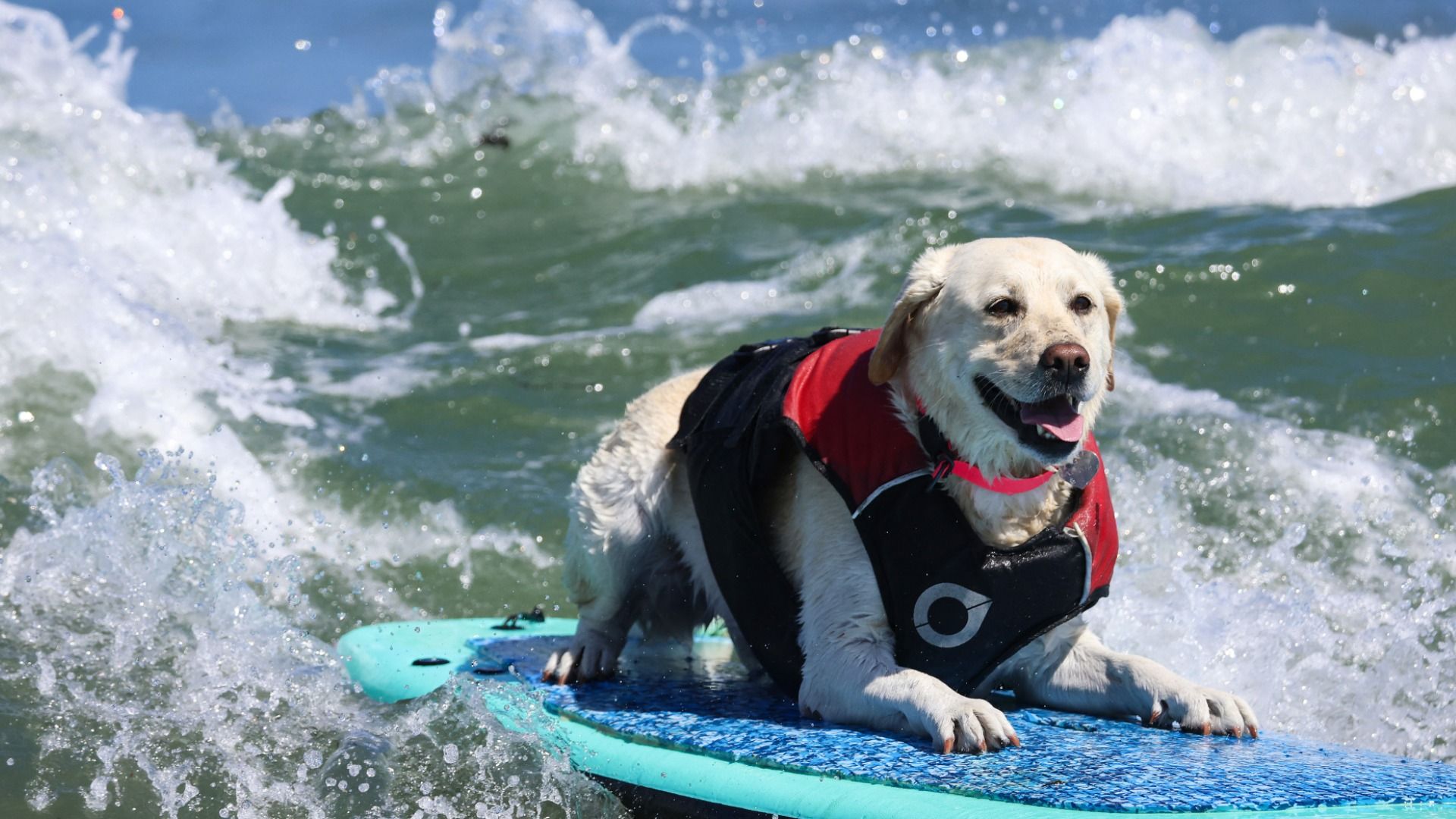 Weltmeisterschaft im Hunde-Surfen