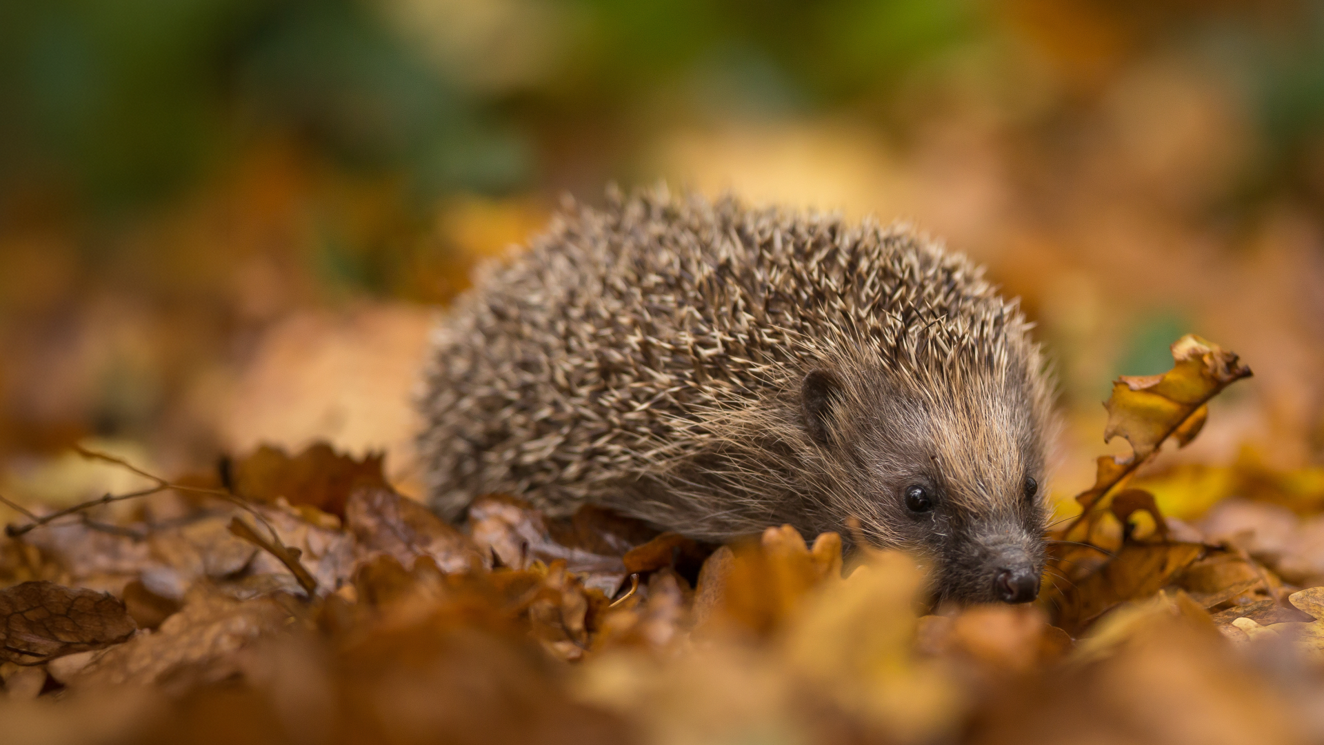 Igel in Gefahr – so kann man ihnen helfen