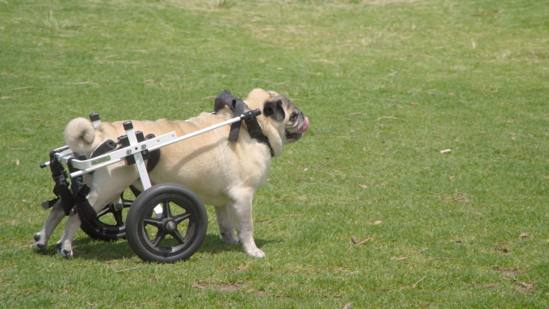 Ein Mops auf Rädern