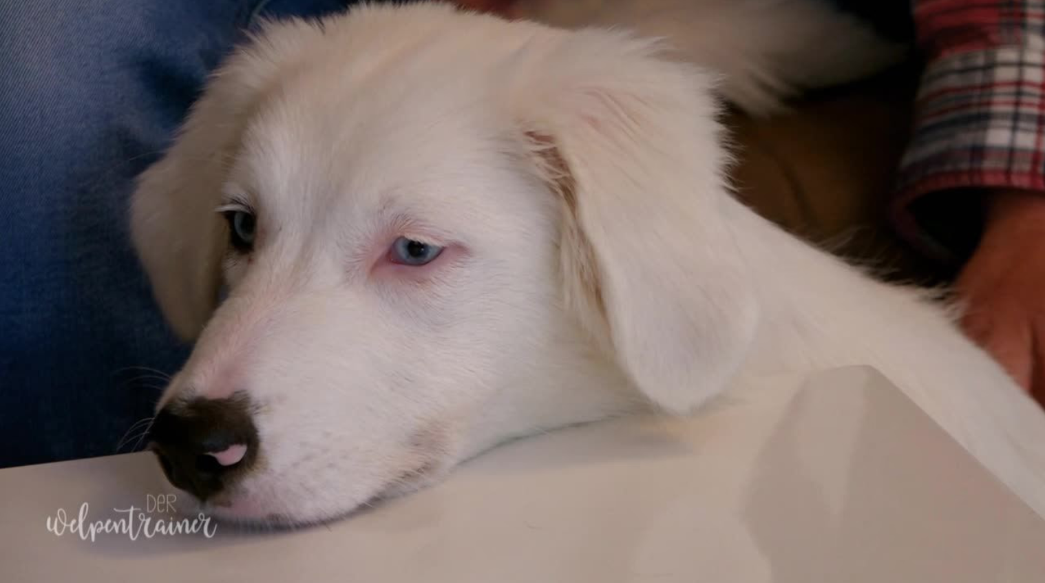 Ein tauber Australian Shepherd