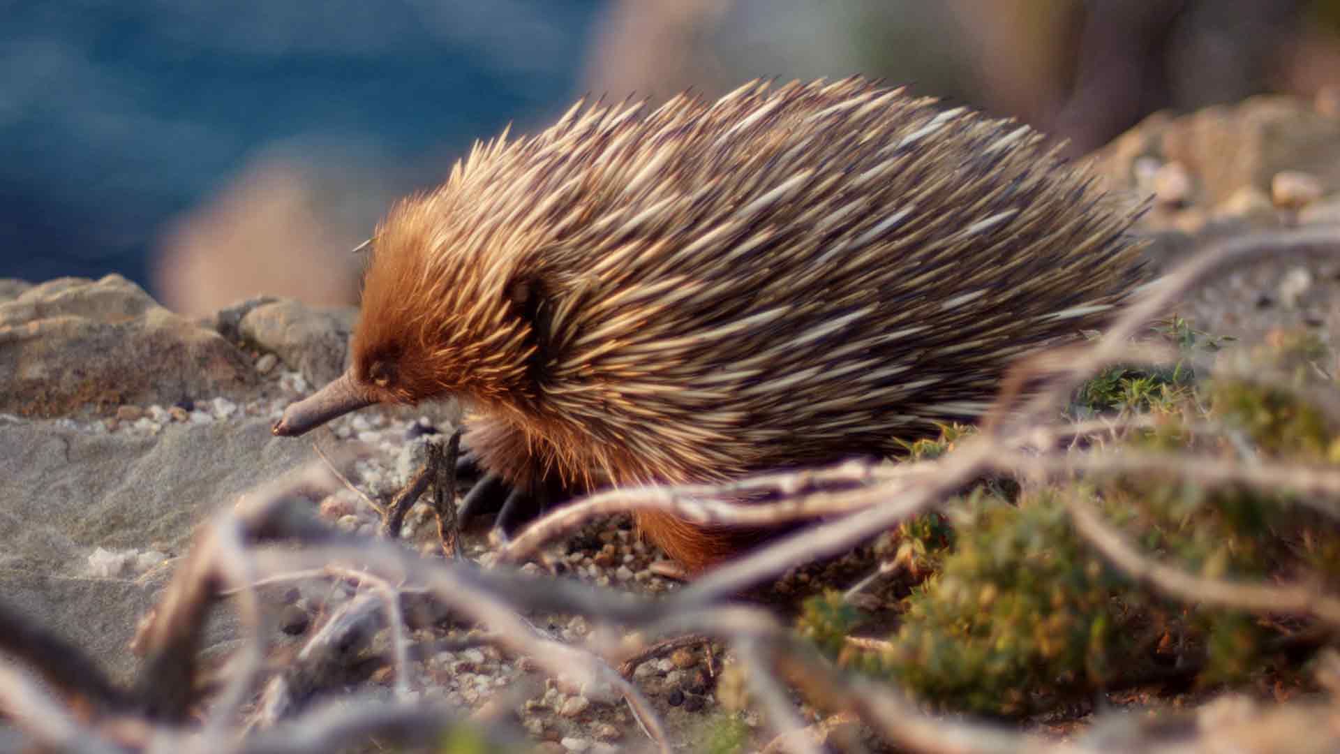 Kangaroo Island