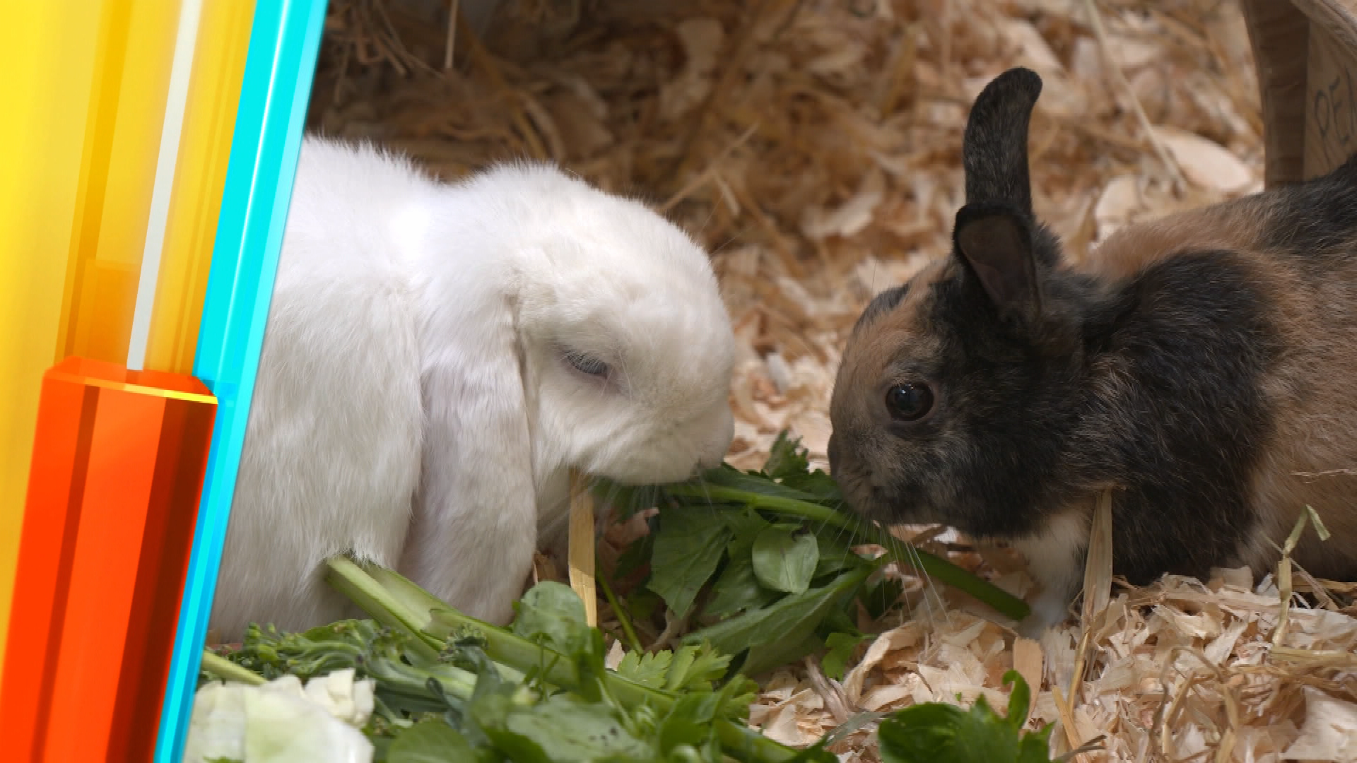 Süß aber anspruchsvoll? Kaninchen im Haustier-Check