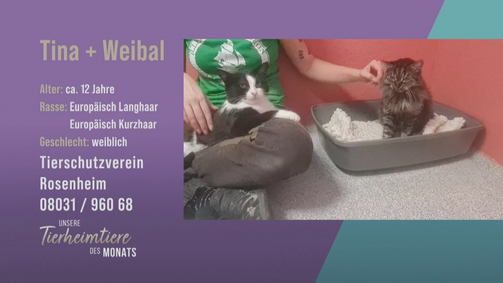 Unsere Tierheimtiere des Monats Unsere Tierheimtiere des Monats Folge 32: Verspieltes Katzen-Duo: Tina und Weibal