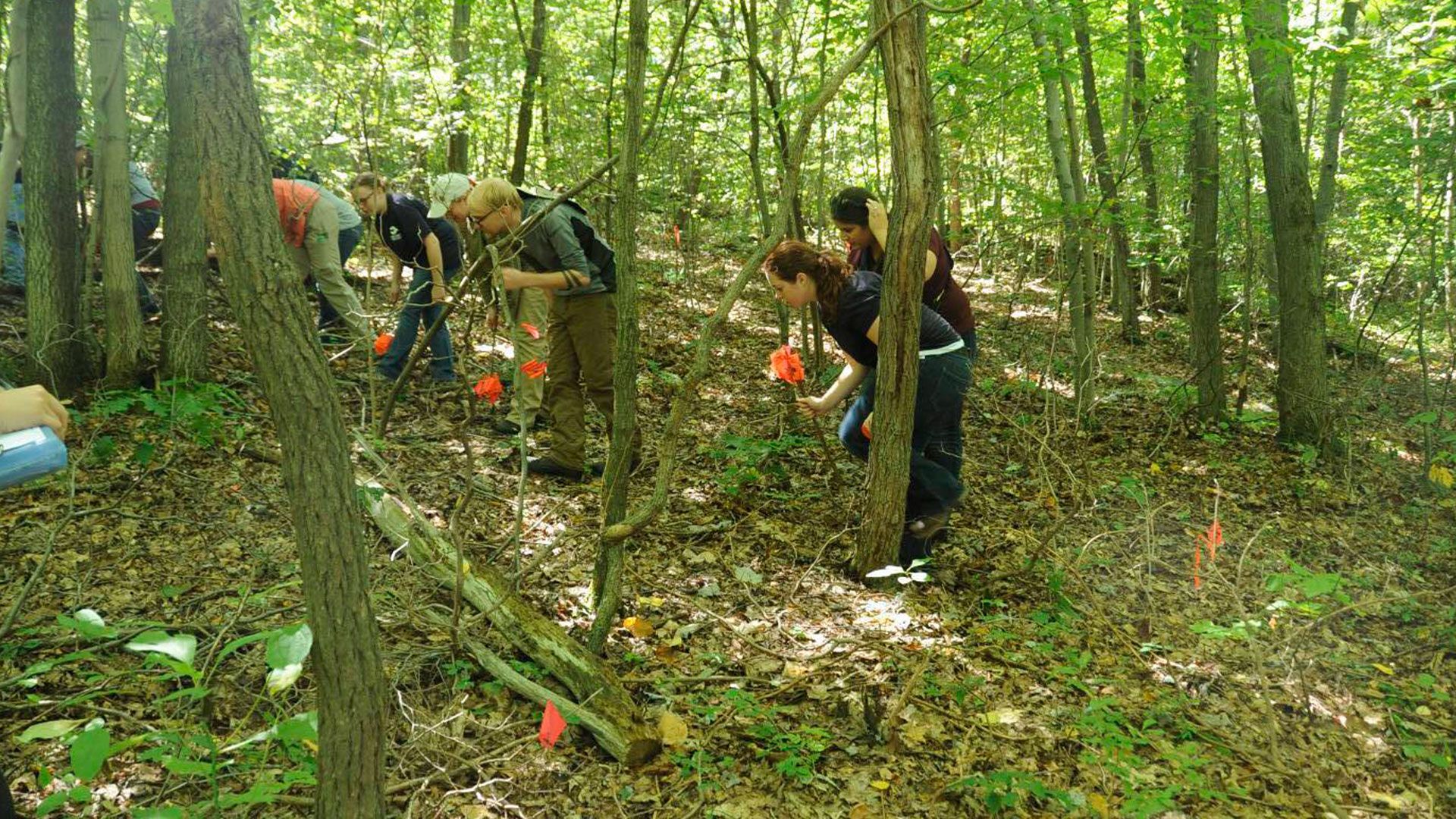 Das Skelett im Wald
