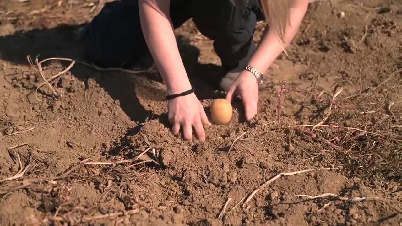 Dreister Kartoffelklau in Schwaben: 200 Kilo vom Feld gestohlen