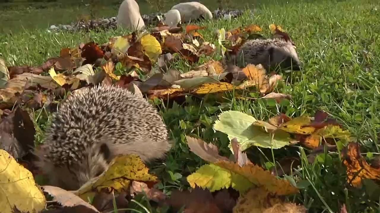 Igel-Suche in Bayern: Bürger sollen Sichtungen melden