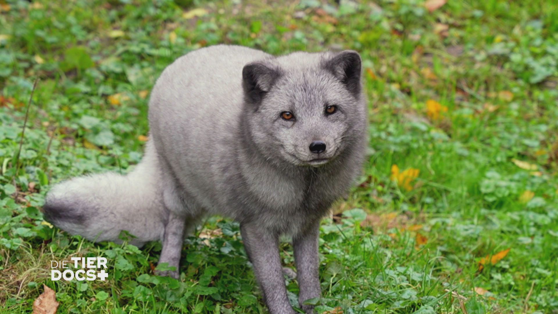 Training mit Polarfuchs Coco