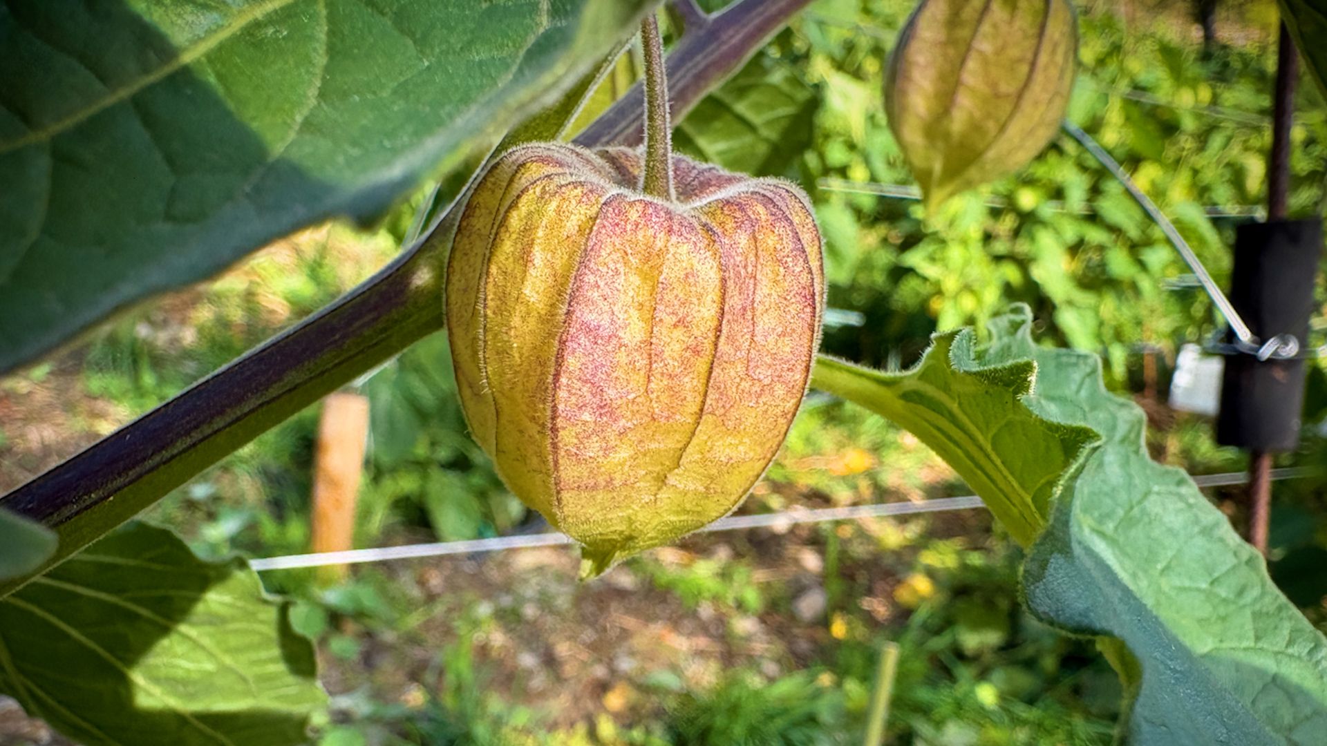 Ein Stück Kolumbien am Mittelrhein: Die Physalis-Ernte läuft