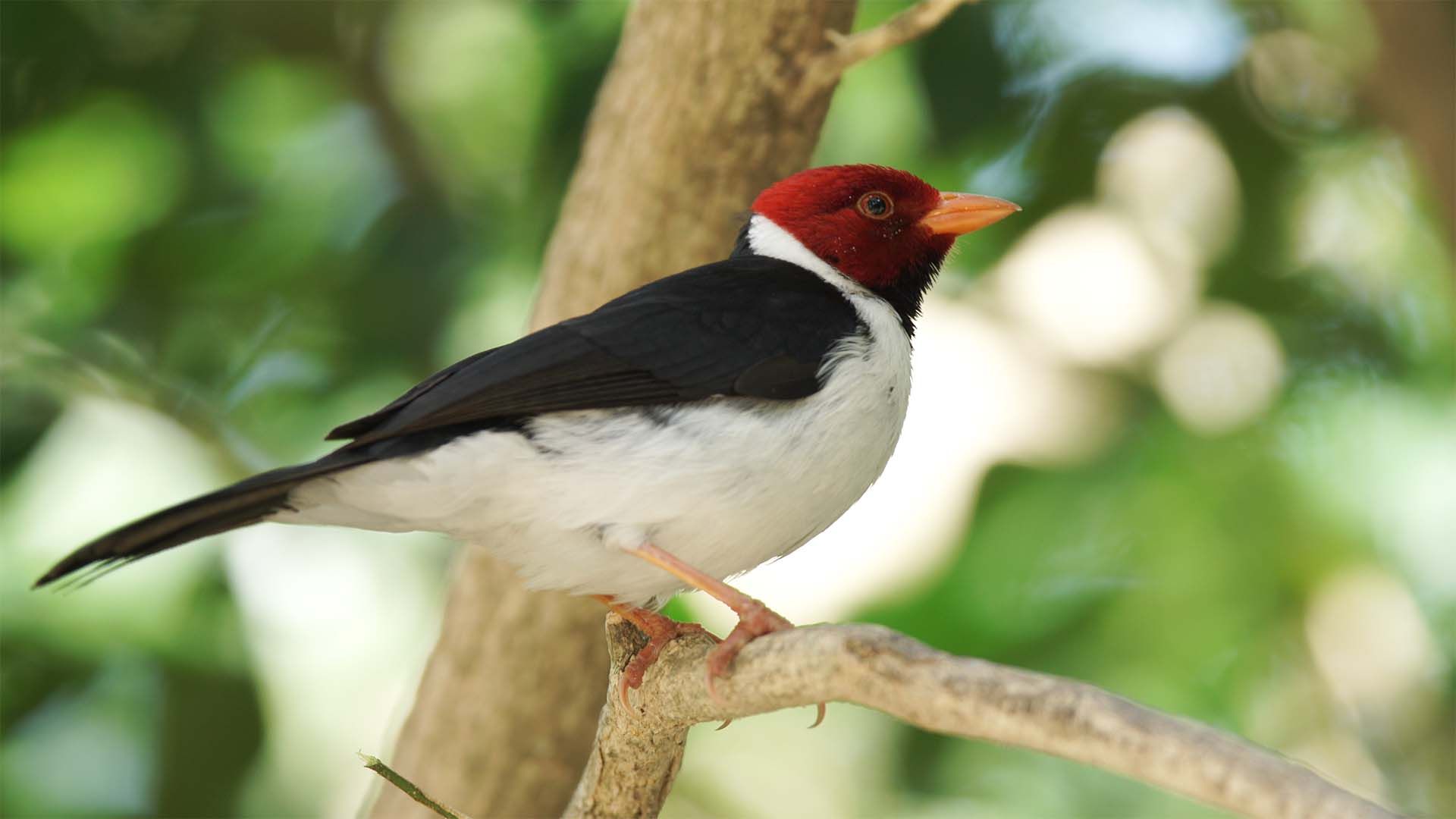 Vogelparadies