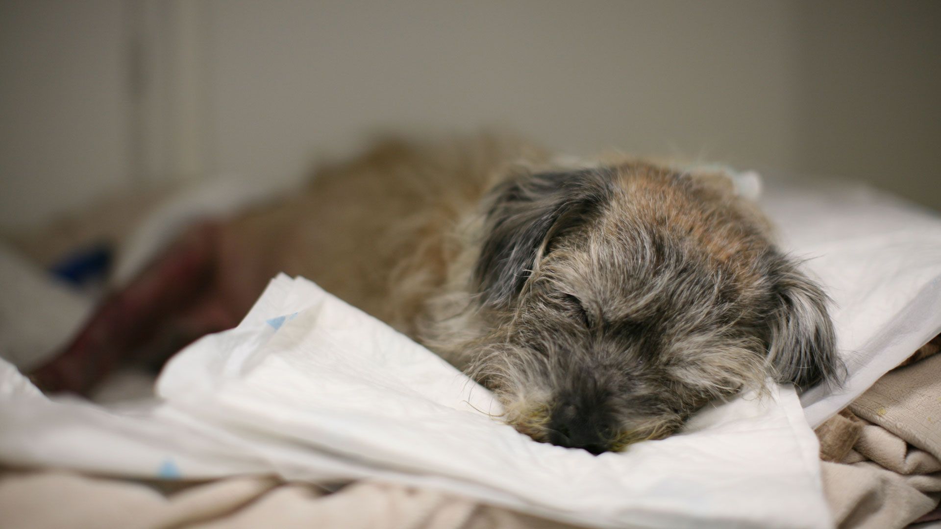 Rettet meinen Hund