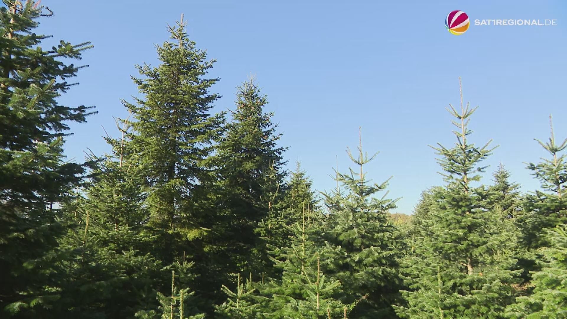 Nordmanntannen und Adventskränze in Schleswig-Holstein könnten teurer werden