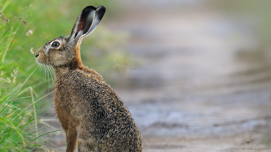 So viele Tierarten stehen vor dem Aussterben