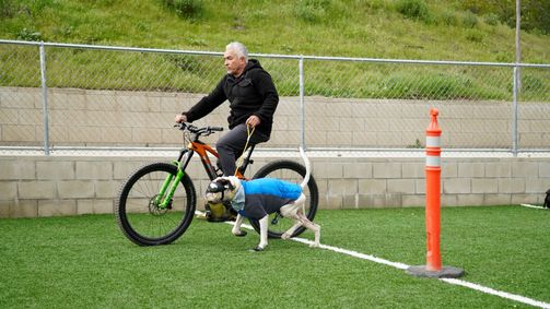Cesar Millan: Better Human Better Dog - Bessere Menschen, bessere Hunde Cesar Millan: Better Human Better Dog - Bessere Menschen, bessere Hunde Folge 7: Ein ungewöhnlicher Fall