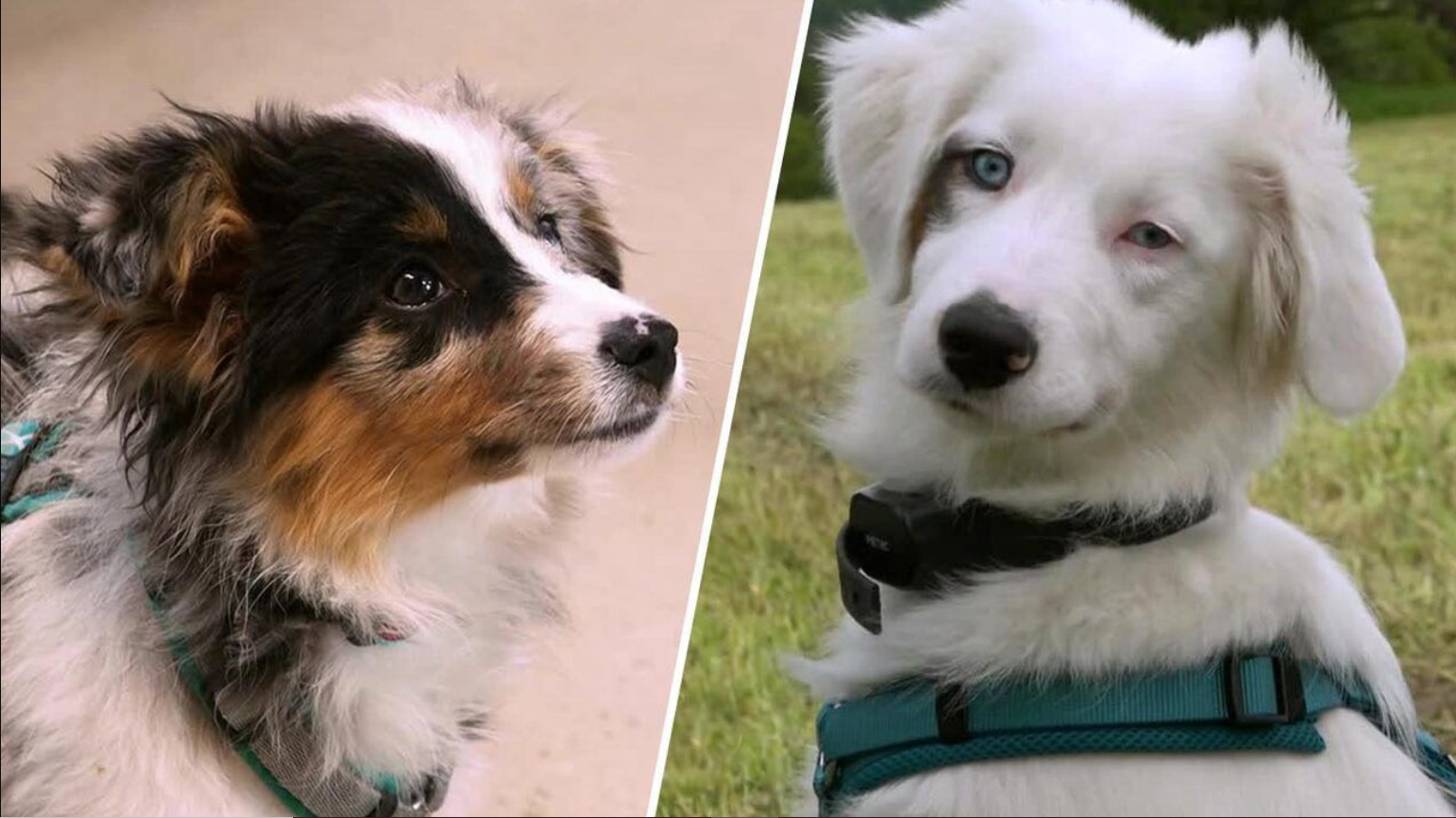 Krimi-Spaziergang und Rückruftraining mit Bounty