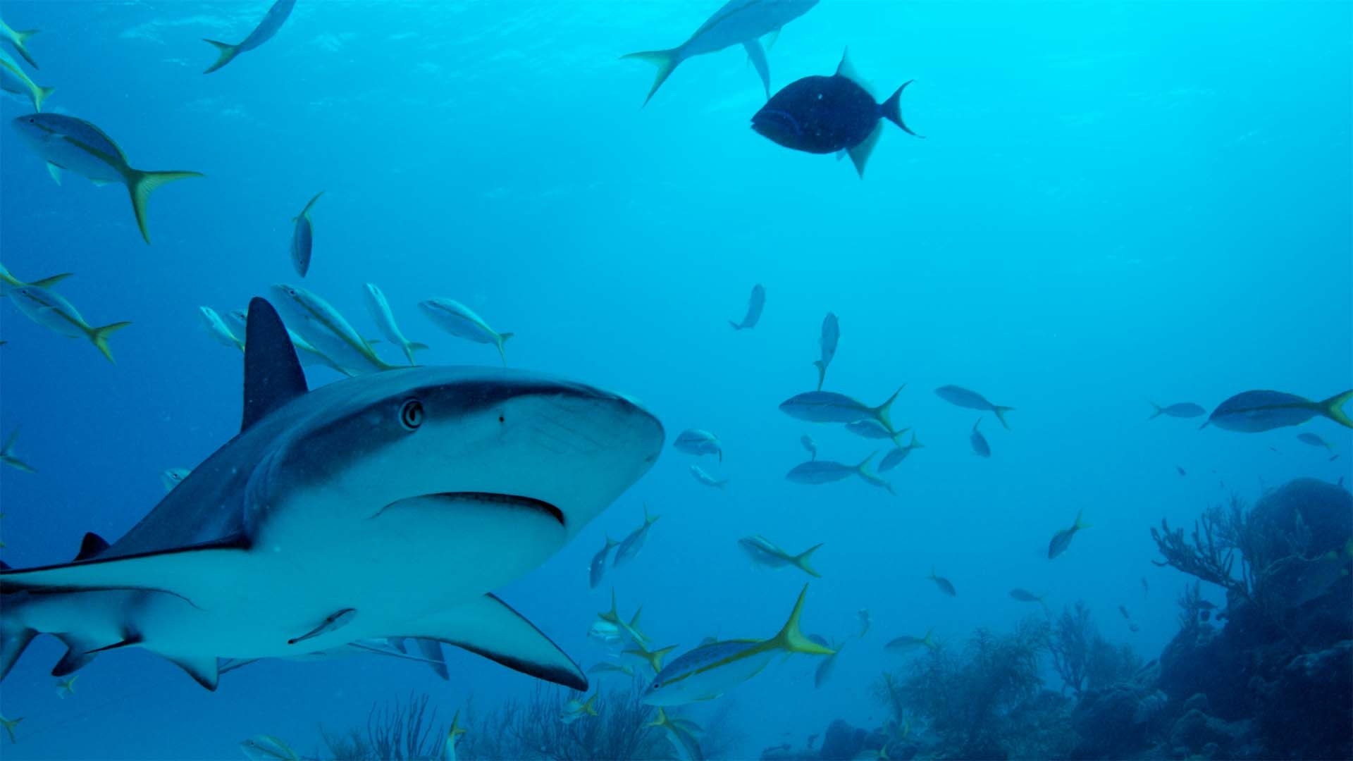 Bimini Sharklab