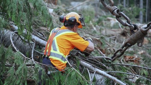 Timber Titans - Kanadas härteste Holzfäller Timber Titans - Kanadas härteste Holzfäller Folge 2: Unter Druck
