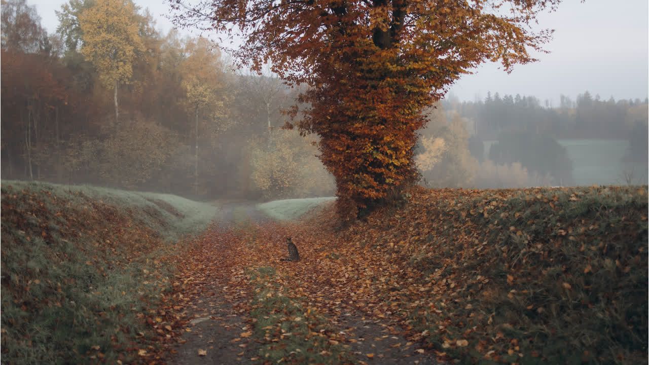 Polarwirbel bringt Herbst-Wetter nach Deutschland