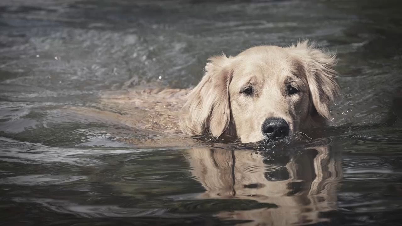 Wegen Blaualgen? Hund nach Bad in Donau gestorben
