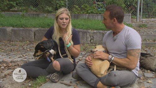 Haustier sucht Herz Haustier sucht Herz Folge 4: Folge 4