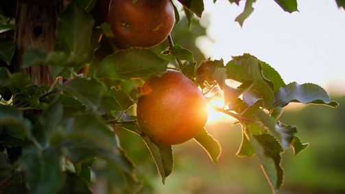 Wetterleben mit Manuel Kelemen WETTERLEBEN MIT MANUEL KELEMEN - 02. STAFFEL Folge 2: Der heimische Obstbau