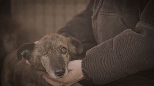 How to kill a Puppy & get rich: Die Hunde-Mafia How to kill a Puppy & get rich: Die Hunde-Mafia Folge 1: Der Kampf