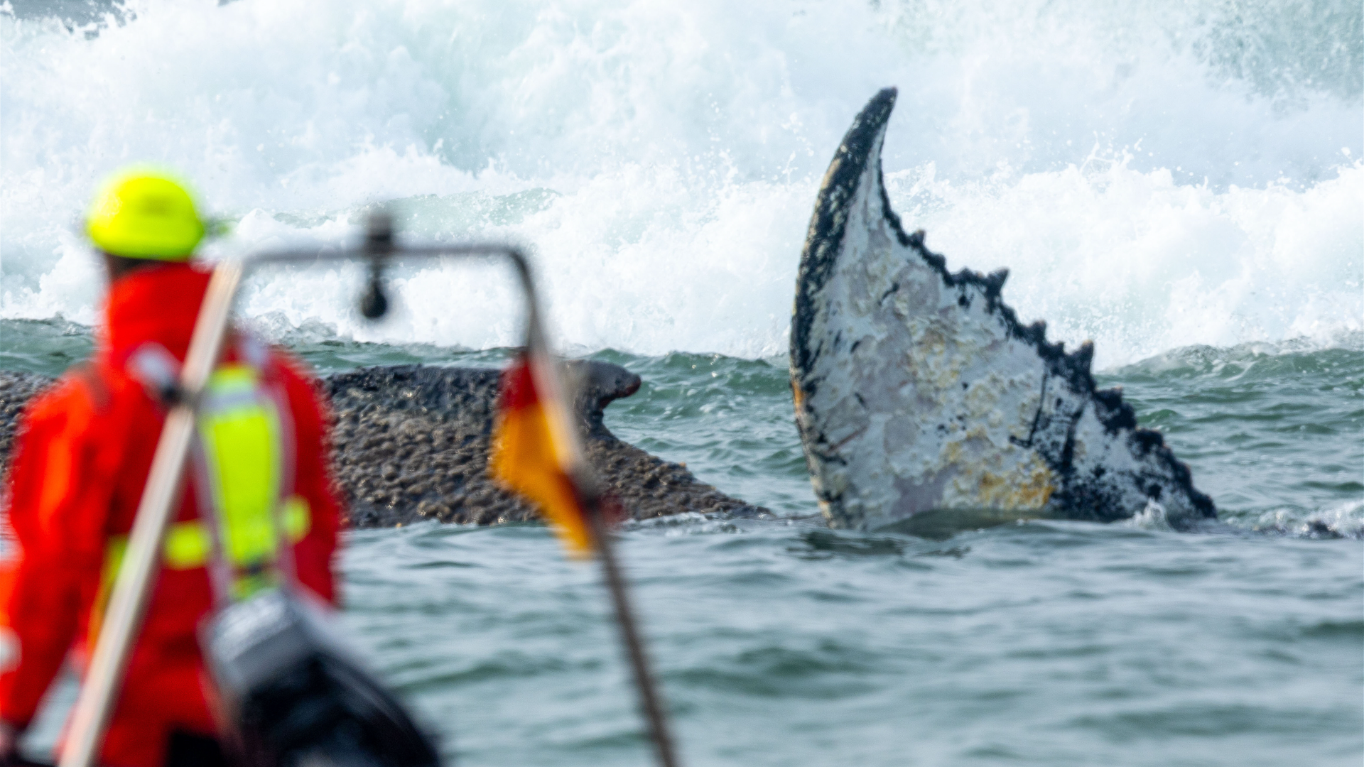 Wal-Rettung in Ostsee gescheitert