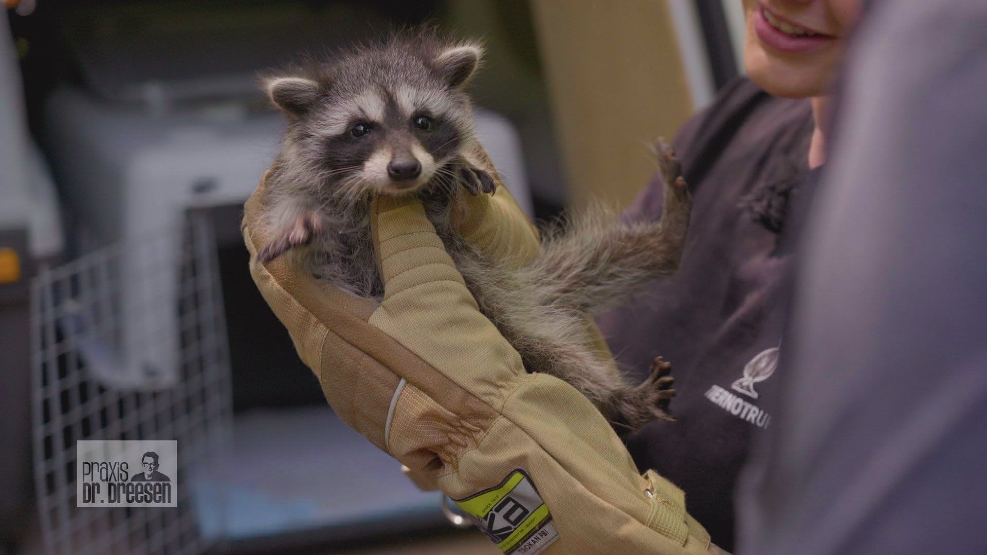 Fellpflege bei Waschbär-Baby Lotte