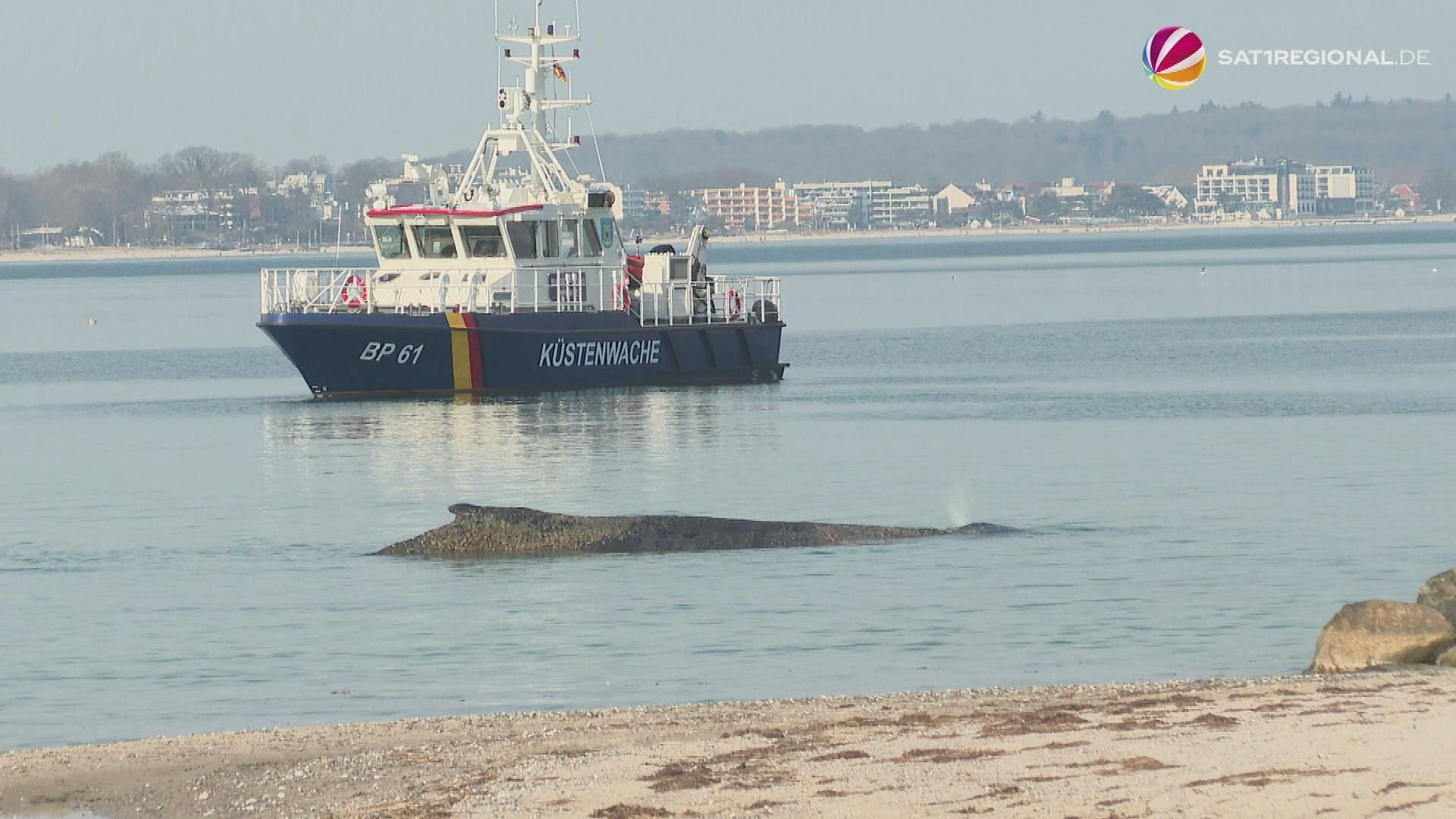 Buckelwal in Lübecker Bucht gestrandet – Rettung schwierig